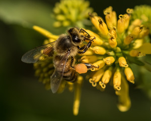 Honey Bee at Work