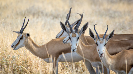 Antilope