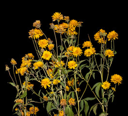 Flower yellow chrysanthemum on a black background