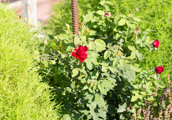 rose flower in the garden