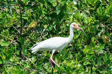 ibis blanco