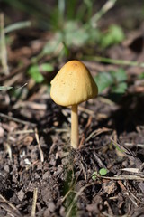 mushroom in the forest 