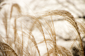 Close-up frozen golden grass, leaf covered by snow flake. grass field in winter season. beautiful winter image use to background or backdrop