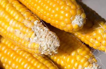 Grains of ripe corn