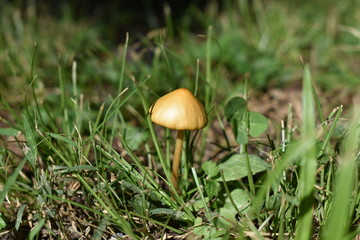 Small brown mushroom in grass