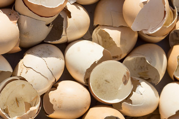 Egg shell