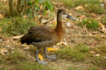 The lesser whistling duck (Dendrocygna javanica ), Indian whistling duck