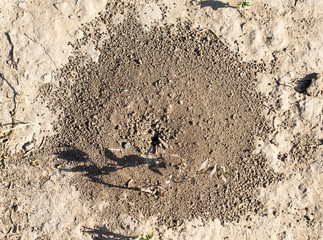 Close-up image of anthill in soil
