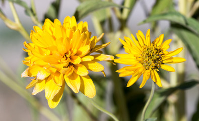 Yellow Chrysanthemum flower