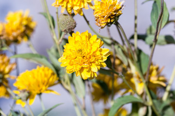 Yellow Chrysanthemum flower