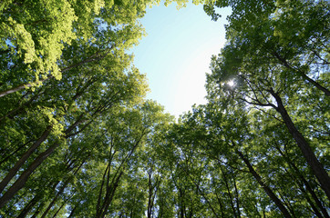 Fototapeta premium Trees and blue sky