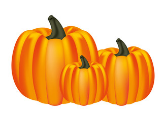 harvest pumpkins fresh on white background