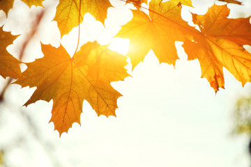Goldener Herbst