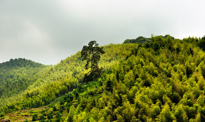 Obraz premium Lonely giant tree