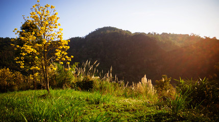 Misty autumn landscape with single yellow tree on hill and morning sky with mountain. can be use to background, wallpaper,card,template,screensaver, For add text and message.