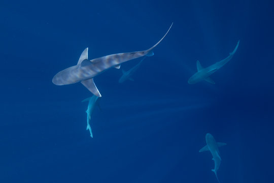 Sharks in Hawaii