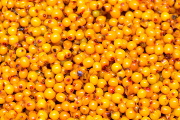 sea-buckthorn, background