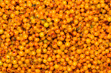 sea-buckthorn, background