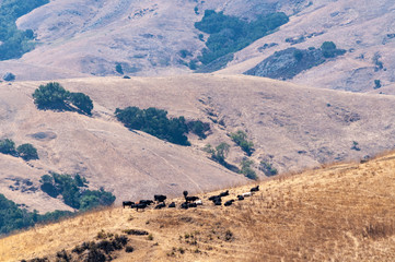 View of cattle in California