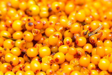 sea-buckthorn, background