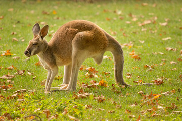 Red Kangaroo (Macropus rufus).