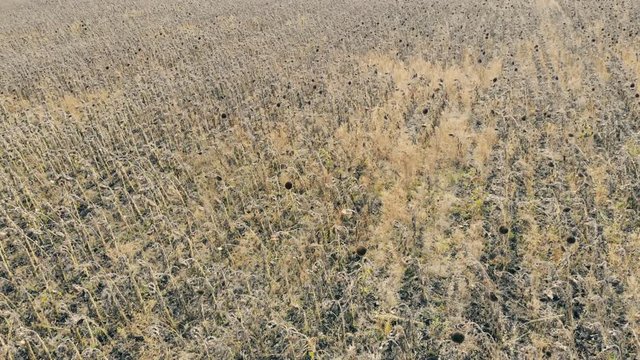 Dead plants on farmland fields, top view. Damaged crop concept.