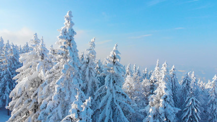 AERIAL: Breathtaking forest covered in freshly fallen snow on a sunny winter day