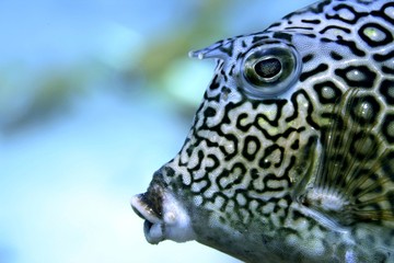 Obraz premium Cow Fish Mug Shot