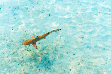 Fototapeta premium Shark near the shore, Maldives. Top view. With selective focus.