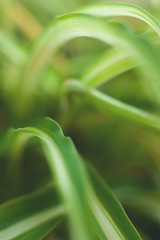 Close up of the striped leaves of a spider plant in the early morning light.