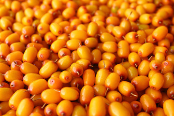 Fresh ripe sea-buckthorn. Close-up. Background. Texture.