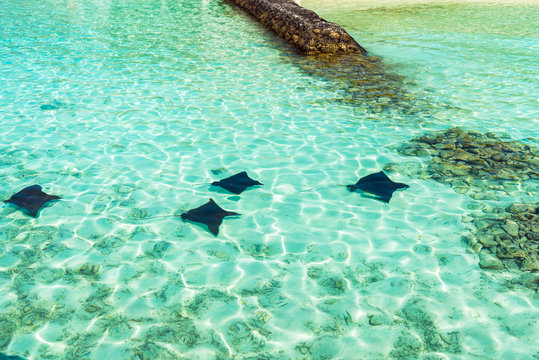 Stingray near the shore, Maldives. Copy space for text.