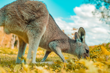 Obraz premium kangaroos eating 