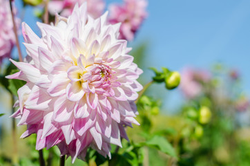 Pink - white flower blooming on sky background. Autumn Chrysanthemum.