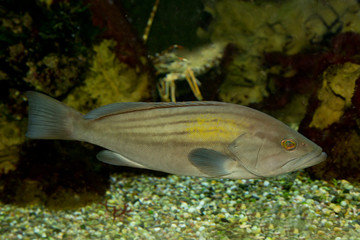 Goldblotch Grouper (Epinephelus costae).