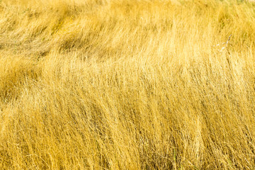 dry grass