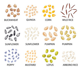 Set of hand drawn colored cereal grains. Vector illustration.