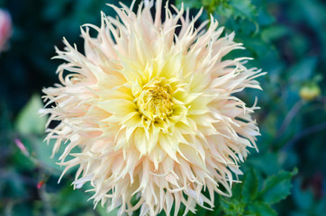 Yellow flower blooming on green background. Autumn Chrysanthemum.