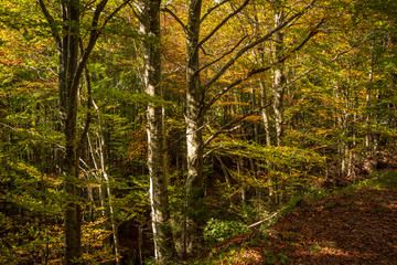 Obraz premium The wood during fall season