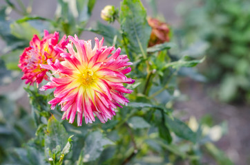 Red - yellow flower blooming on green background. Autumn Chrysanthemum.