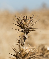 prickly dry grass