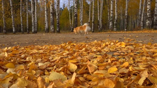 German Spitz runs in autumn leaves