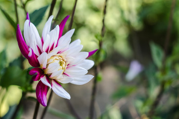 Fototapeta premium Purple - white flower blooming on green background. Autumn Chrysanthemum.