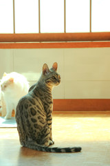 반려동물 고양이, 귀여운 고양이