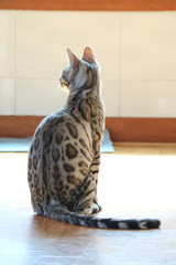 반려동물 고양이, 귀여운 고양이