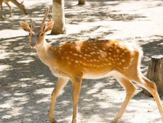 deer in the zoo
