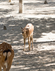 deer in the zoo