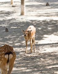 deer in the zoo