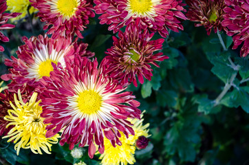 Red flower blooming on green background. Autumn Chrysanthemum.