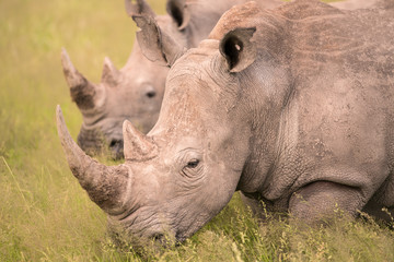 Obraz premium Rhino in Botswana